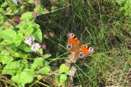 Papillon, Paon du jour à Capvern (65)- CEE